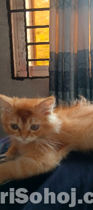 Persian cat